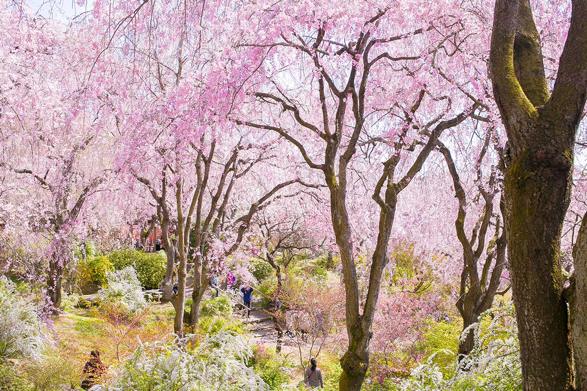京都 原谷苑の枝垂桜