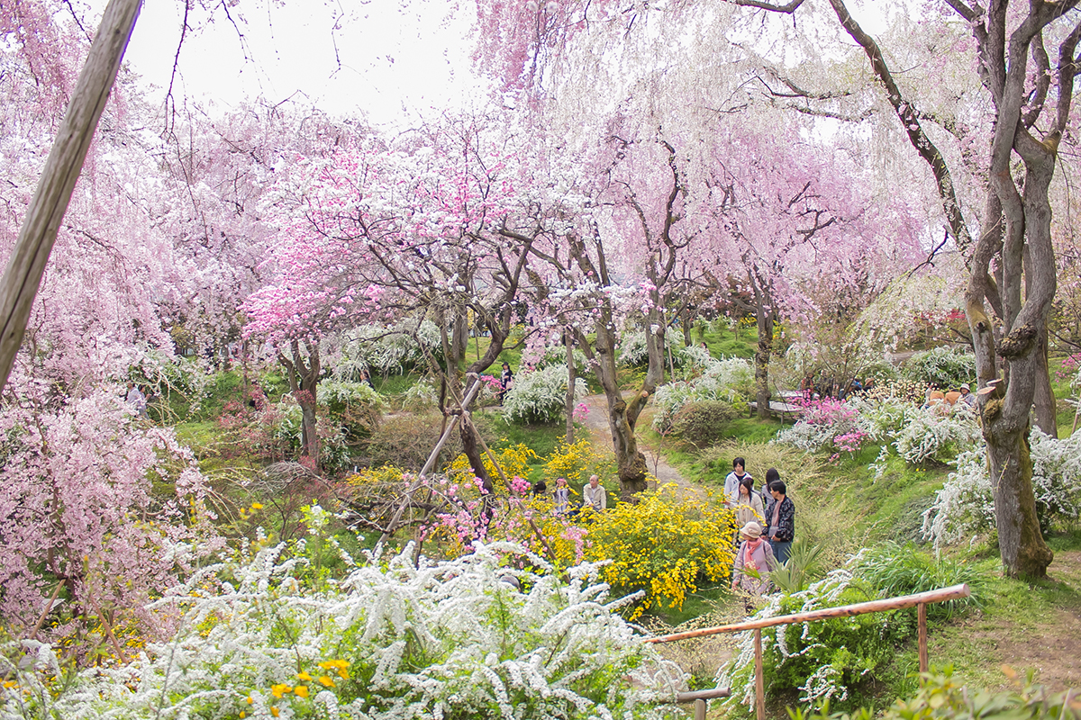 原谷苑の枝垂桜