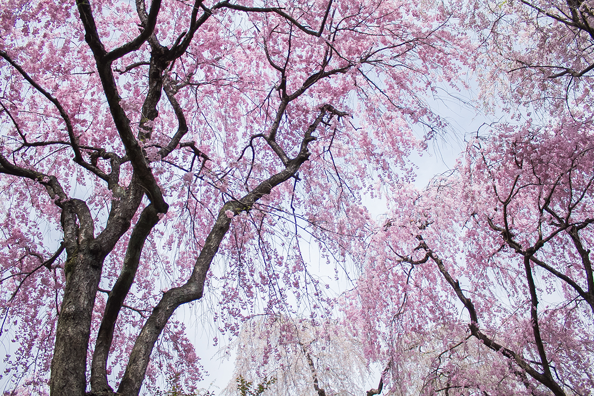原谷苑の枝垂桜