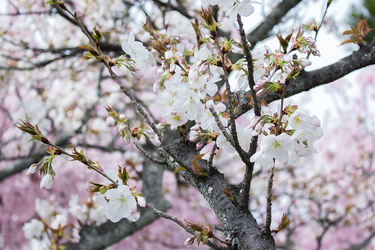 原谷苑の御室桜