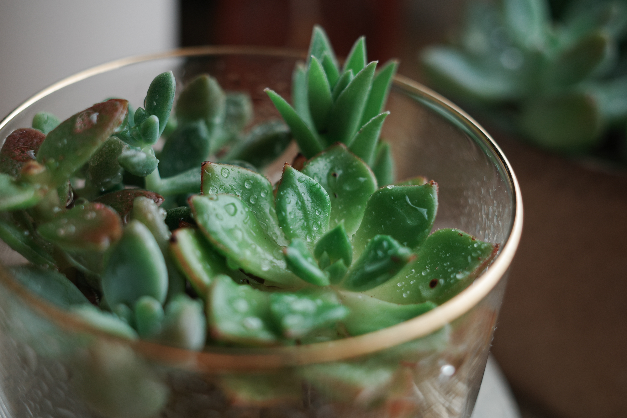 GRIII マクロ作例